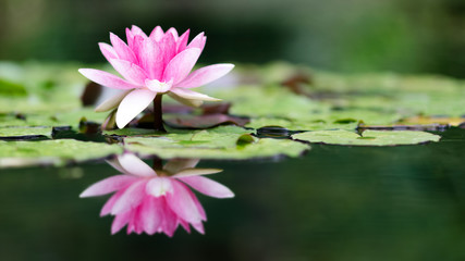 Seerose mit Spiegelung