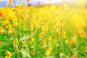 Beautiful yellow Sun hemp flowers or Crotalaria juncea farm in beautiful sunlight on the mountain in Thailand.A type of legume.
