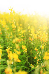 Beautiful yellow Sun hemp flowers or Crotalaria juncea farm in beautiful sunlight on the mountain in Thailand.A type of legume.