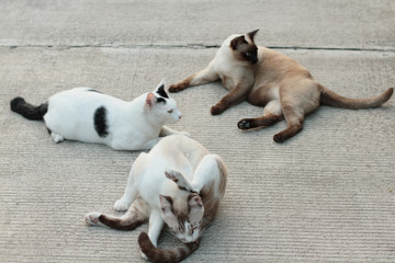 Cute Siamese cats enjoy and sit on concrete floor with natural in garden