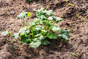 Young plant of zucchini in a cultivated field