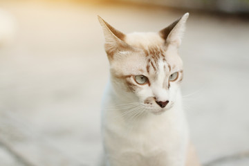 Grey striped cat enjoy with beautiful flowers in garden