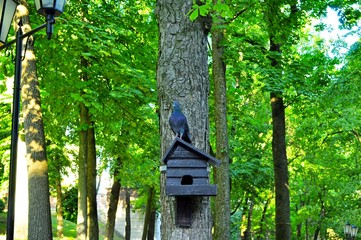 wooden birdhouse on a tree