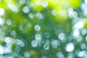 Obraz premium 新緑・アウトフォーカス