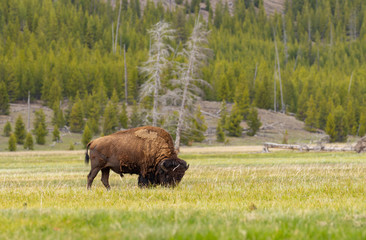 Bison in Yellowstone Nationl Park, Wyoming, US