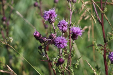 distel