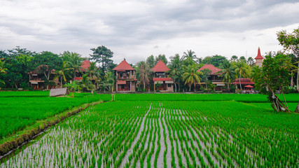 Obraz premium House on rice Terrace in Bali with Big trees