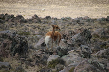 Vikunja, Peru