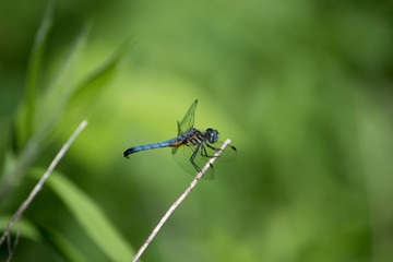 Blue Dasher