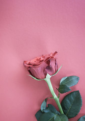 Vintage style rose background.