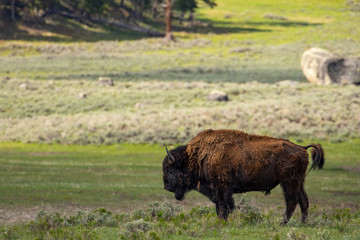 Bison in Yellowstone Nationl Park, Wyoming, US