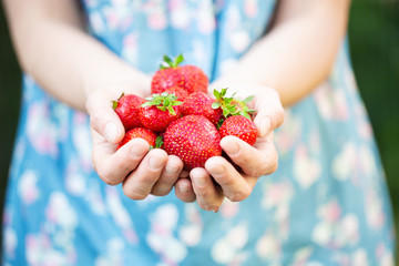 Female hands holding fresh strawberries - 275462780