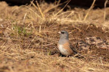 Dark-eyed Junco