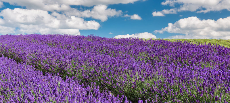 Lavender flower field, image for natural background.Very nice view of the lavender fields. Latvia