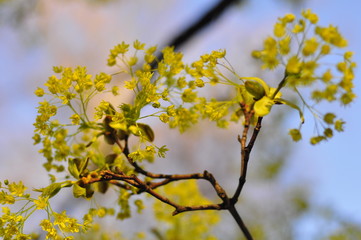 blooming apple tree in spring