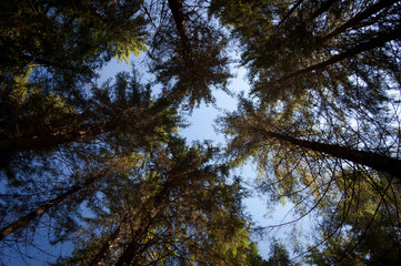 Obraz premium Trunks of trees in spruce forest