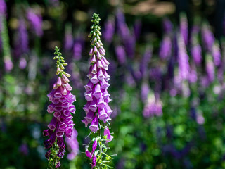 flowering foxglove in the taunus forest, germany