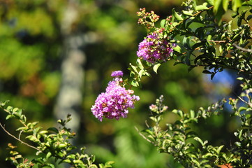 Obraz premium flowers in the garden