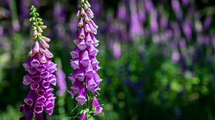 flowering foxglove in the taunus forest, germany © Alexander