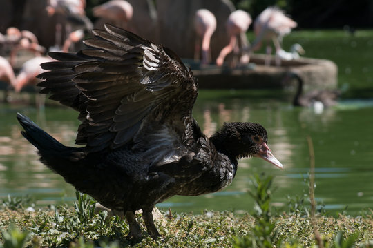 Pato criollo junto a un lago