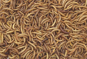 Meal worms larvae as background for feeding pets, birds reptiles or fish