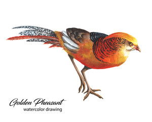 Bright red and orange chinese pheasant watercolor drawing - 275463542