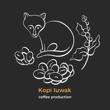Coffee. Kopi luwak. Natural aroma drink.