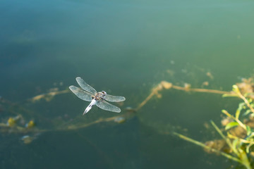 large dragonfly in hovering flight over water. Close up.