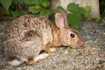 Eastern Cottontail Rabbit