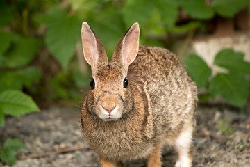 Eastern Cottontail Rabbit