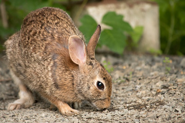 Naklejka na ściany i meble Eastern Cottontail Rabbit