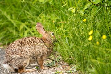 Fototapeta premium Eastern Cottontail Rabbit