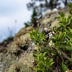 Blossom of blueberry (Vaccinium myrtillus) on a sunny summer day, on a hill, against a blurred background.