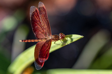 Red Dragonfly close up