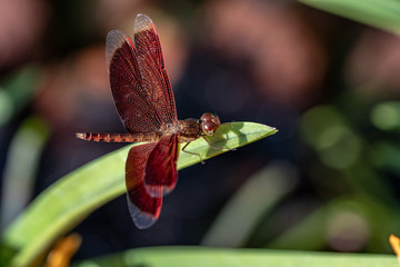 Red Dragonfly close up