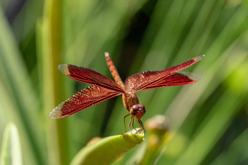 Red Dragonfly close up