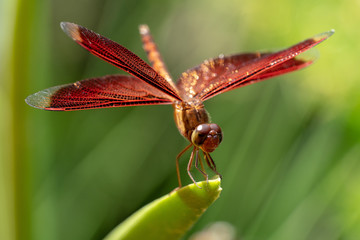 Red Dragonfly close up
