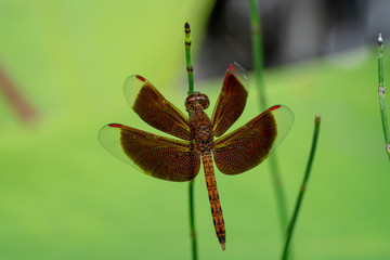 Red Dragonfly close up