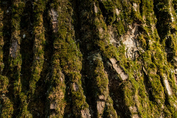 Old oak mossy bark close up nature tree details sun light forest wooden texture background