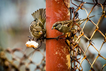 Sparows playing and eating bread