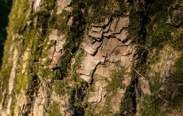 Old oak mossy bark close up nature tree details sun light forest wooden texture background