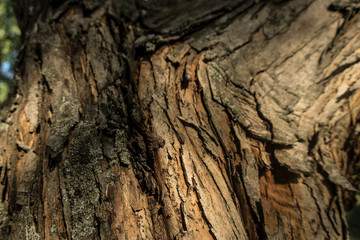 Old  bark close up nature tree details sun light summer mood wooden texture background