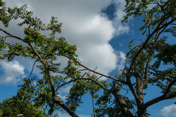 Trees and blue sky clouds wind warm heat weather forest summer mood sun light wood background