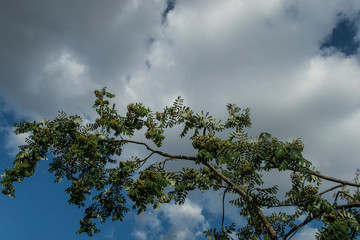 Tree and blue cloudy sky wind warm weather branches plant summer forest