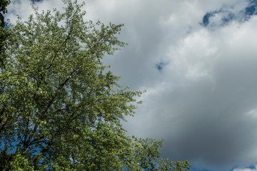 Obraz na płótnie Canvas Blue sky with clouds tree branches wind weather background