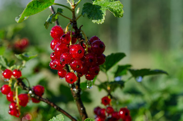Raindrops on bunches of redcurrant berries that grow on a green bush in the garden