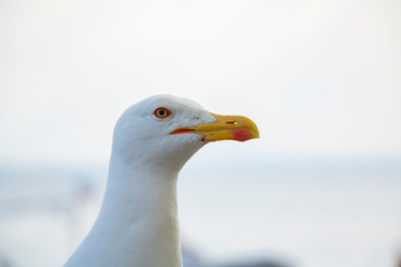 seagull on blue sky background