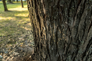 Fototapeta premium Bark of old tree close up sun light park outdoor
