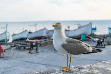 seagull on the pier