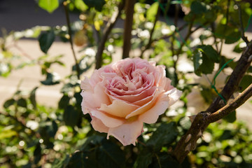 wunderschöne natürliche Pfingstrose in rosé